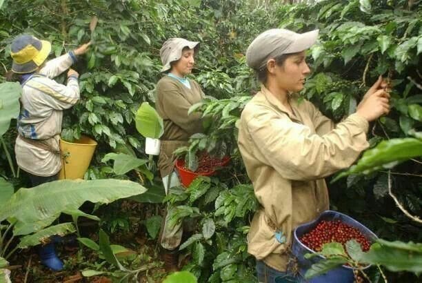 Pengembangan kapasitas petani kopi